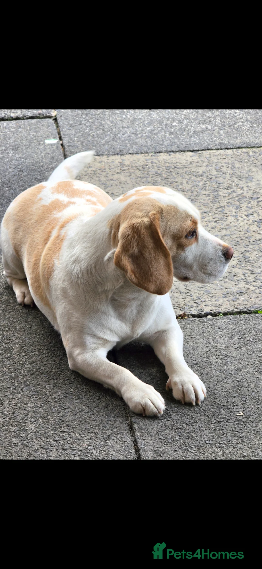 Beagle dogs for sale: Beagle female for rehoming  - Advert 2