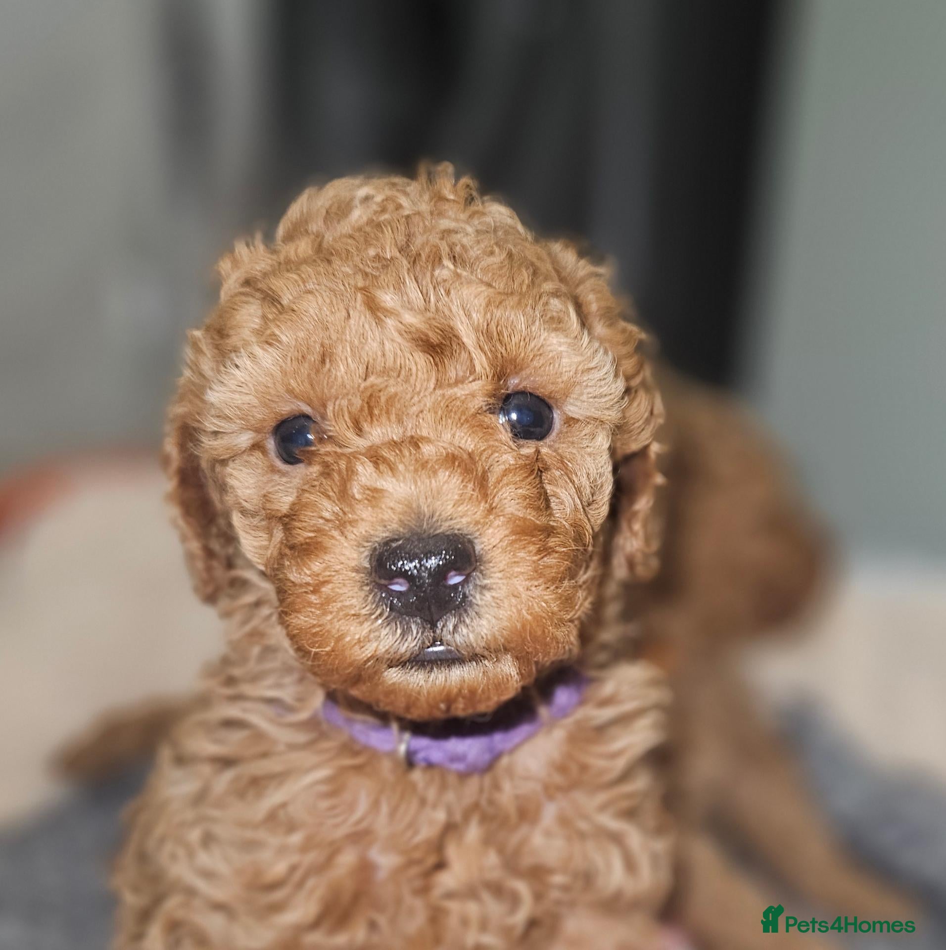 Toy Poodle dogs Licensed breeder, 1 girl kc fox red toy poodle - Advert 1
