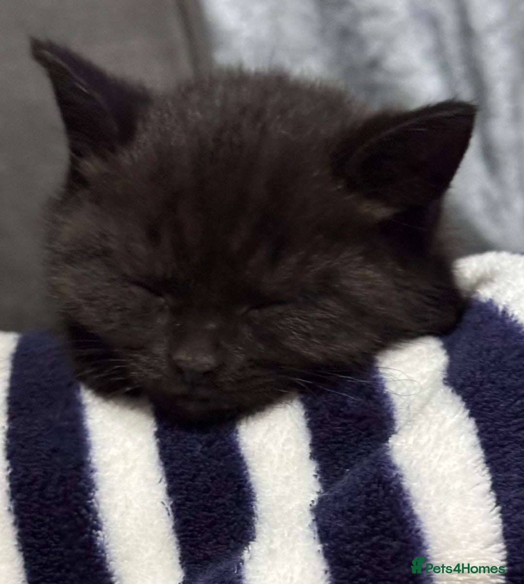 Scottish Fold cats for sale: Unique Smoke Scottish folds/straights - Advert 4