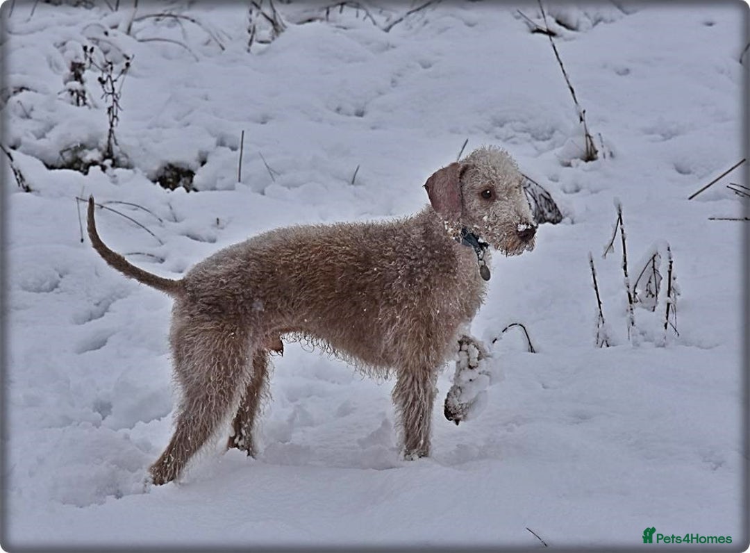 Bedlington Terrier dogs for stud: Bedlington Terrier Liver Dog home bred for stud. in Merthyr Tydfil - Image 4