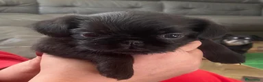 Griffon Bruxellois 1