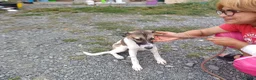 Mixed Breed dogs for adoption: 💔 GISELLE - A Lovely Girl for a Loving HOME ❤️ in Nottingham - Advert 29