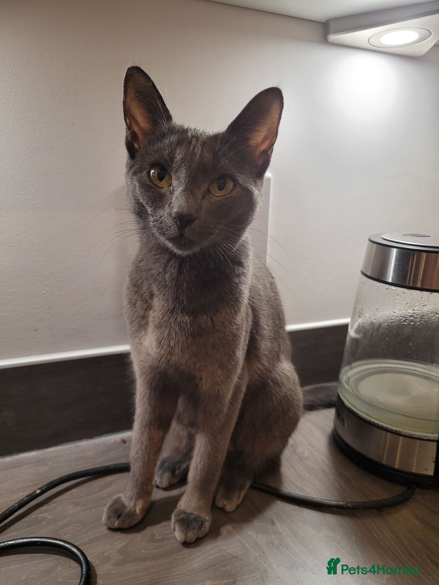 Russian Blue cats Russian blue female - Advert 4