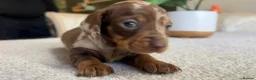 Miniature Dachshund dogs for sale: KC Mini Dachshund Puppies – Dapple & Chocolate - Advert 13