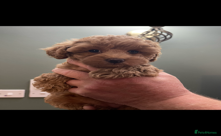 Toy Poodle dogs - Advert 9
