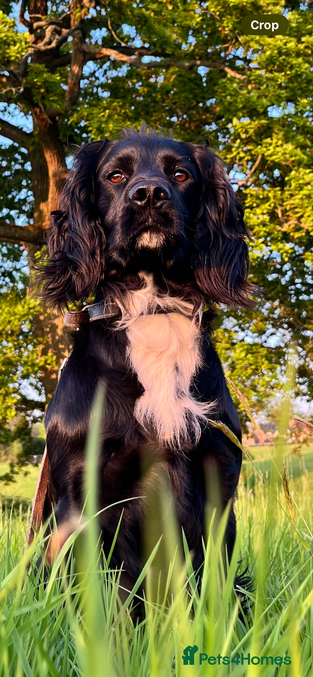 Cocker Spaniel dogs for stud: Working cocker spaniel for stud  in Southam - Advert 2