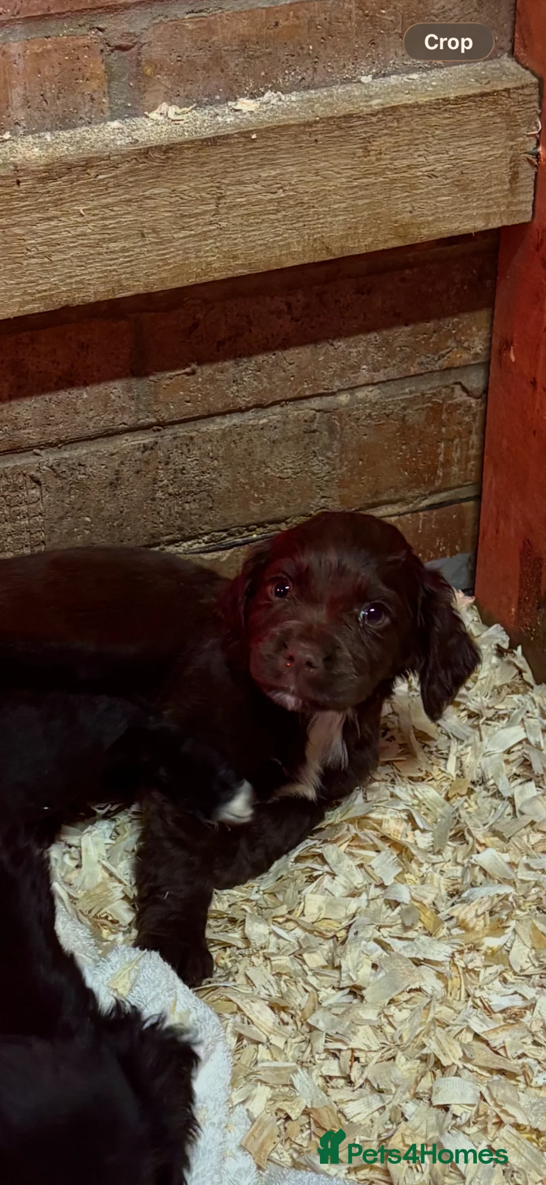 Maltipoo dogs for sale: Maltipoo puppies in Chester-le-Street - Advert 9