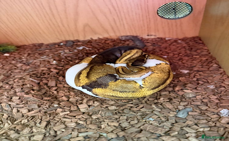 Python Snake reptiles - Advert 1