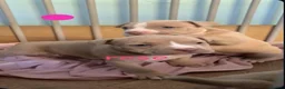 American Bully dogs for sale: American pocket bully puppies - Advert 13