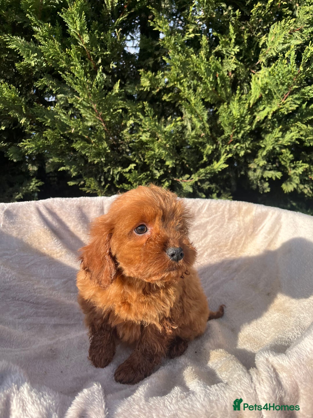 Cockapoo dogs for sale: Five beautiful cockapoos  - Advert 23