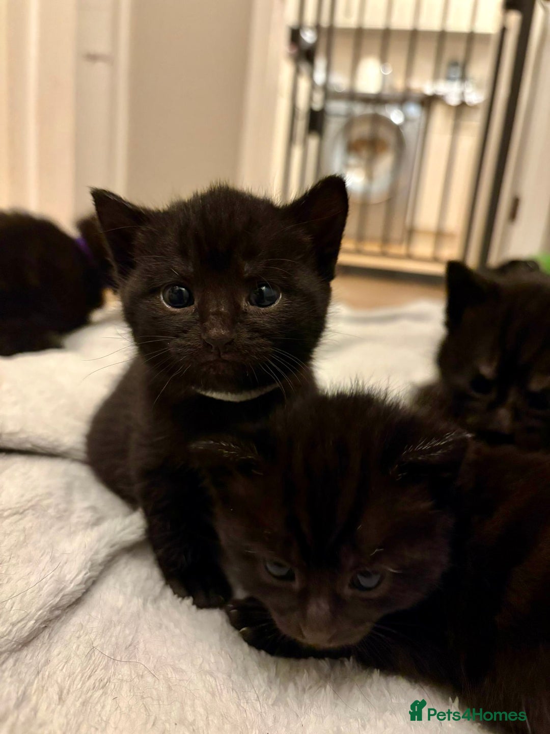 Mixed Breed cats for sale: 4 mixed breed female kittens  - Image 11