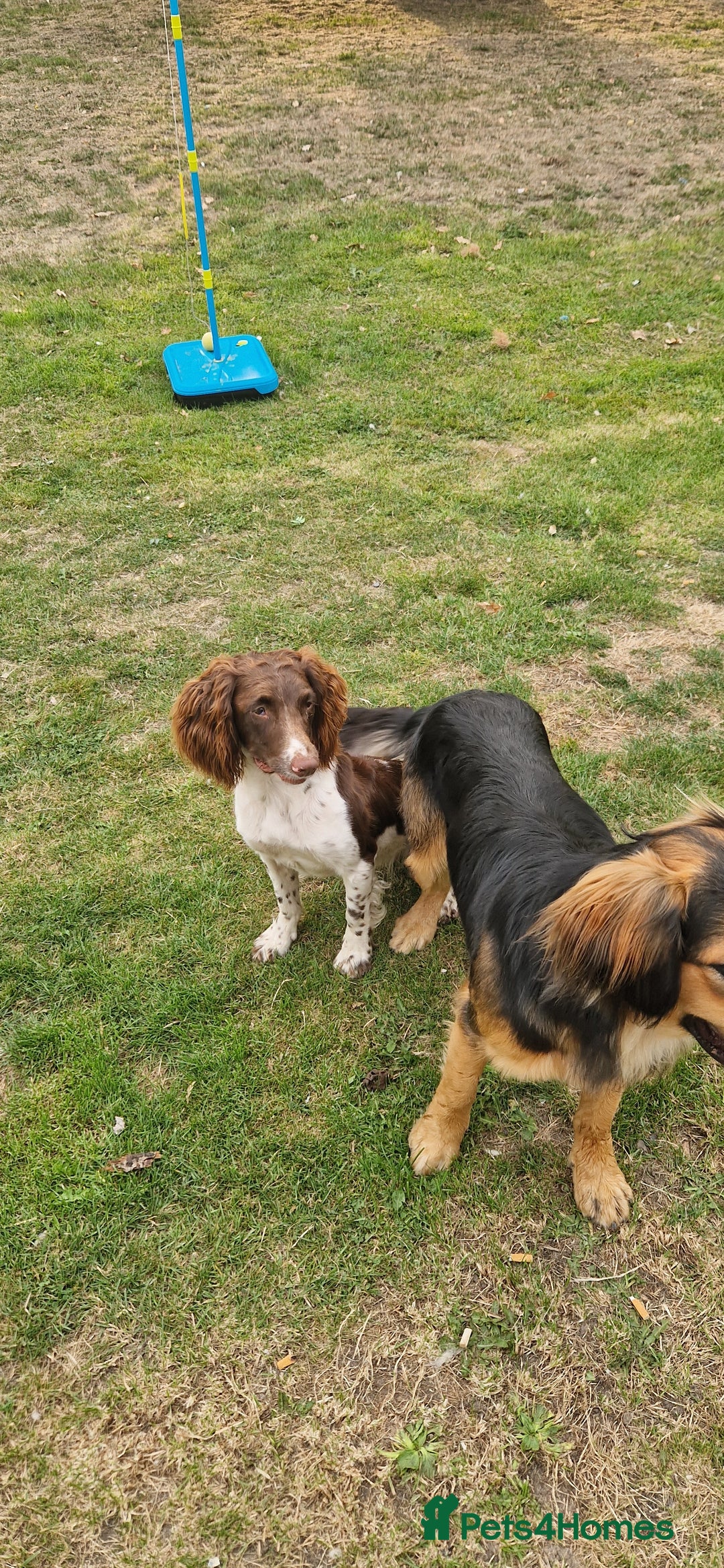 English Springer Spaniel dogs for sale: Bramble the English Springer Spaniel - Image 4