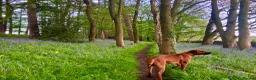 Rhodesian Ridgeback dogs for stud: Athletic RR for stud  - Advert 8
