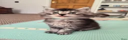 Maine Coon cats for sale: Purebred Maine Coon kittens - Advert 4