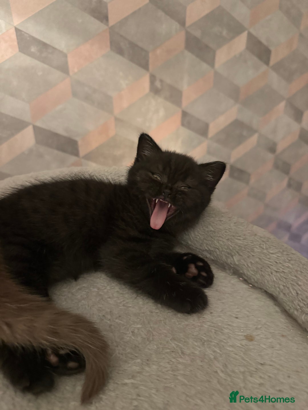 British Shorthair cats for sale: Champion Line British Shorthair Kittens - Image 18