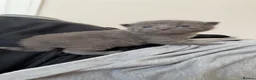 Mixed Breed cats for sale: Beautiful MALE grey kitten - Advert 1