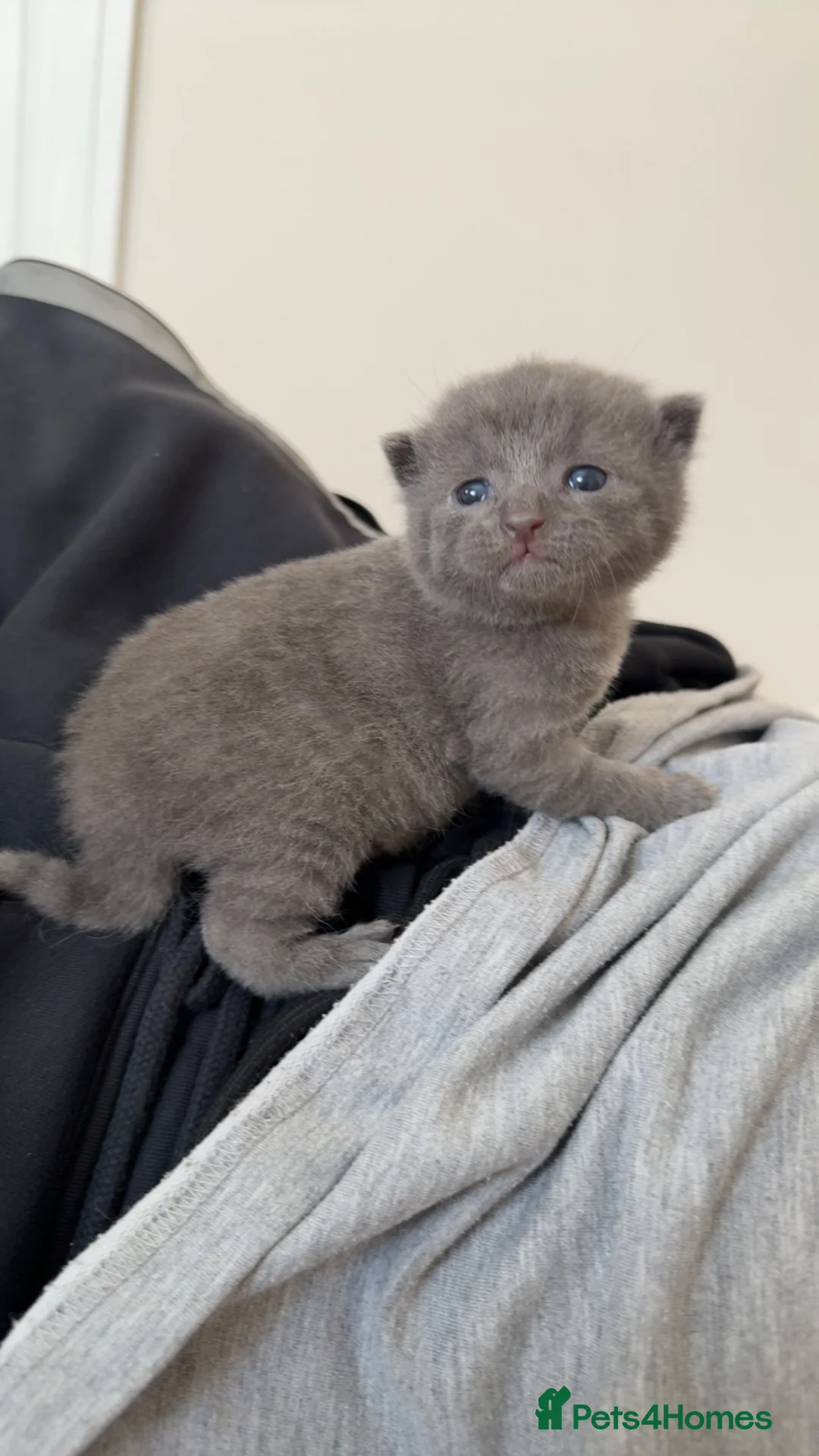 Mixed Breed cats for sale: Beautiful MALE grey kitten - Advert 1