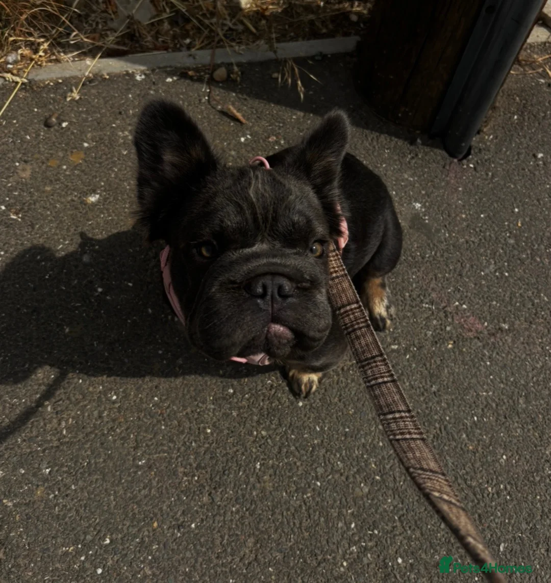 French Bulldog dogs for sale: Fluffy french bulldog in Spalding - Advert 2