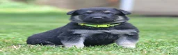 German Shepherd dogs for sale: ⭐ Rare East European Shepherd Puppies UK - Advert 16