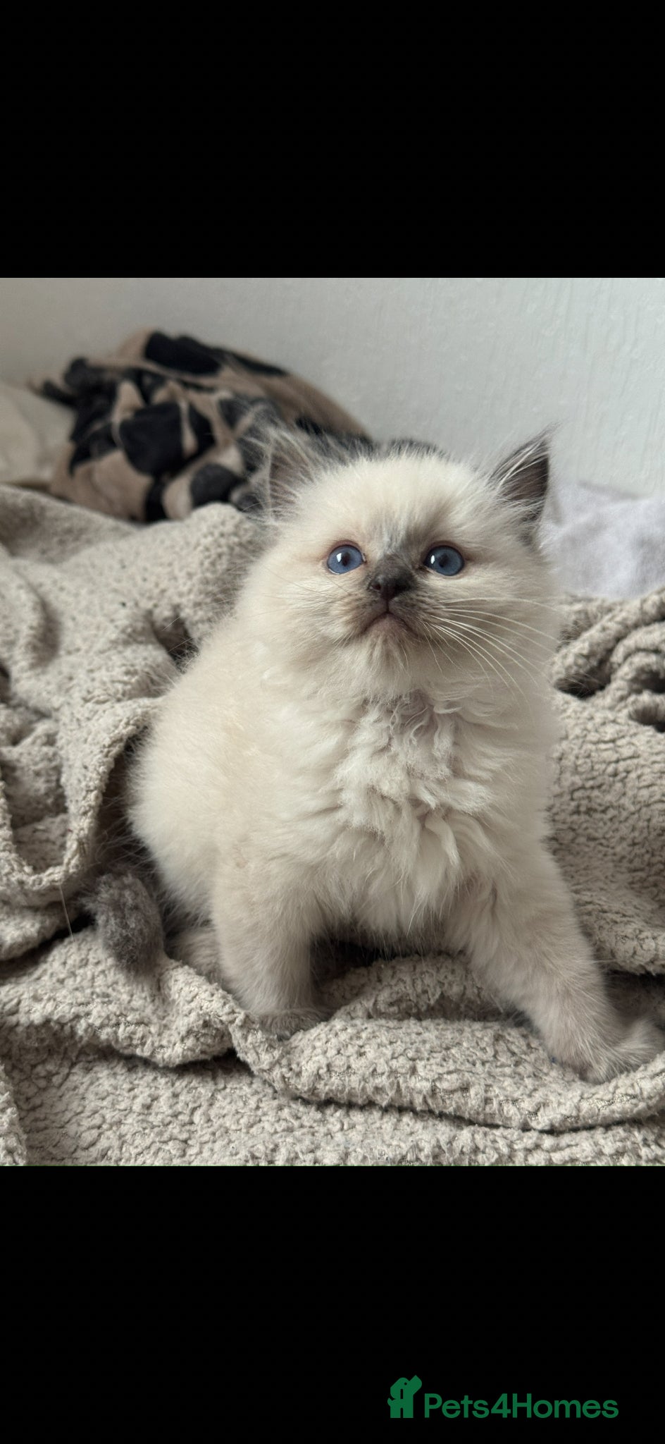 Ragdoll cats ACTIVE Ragdoll kittens - Advert 1