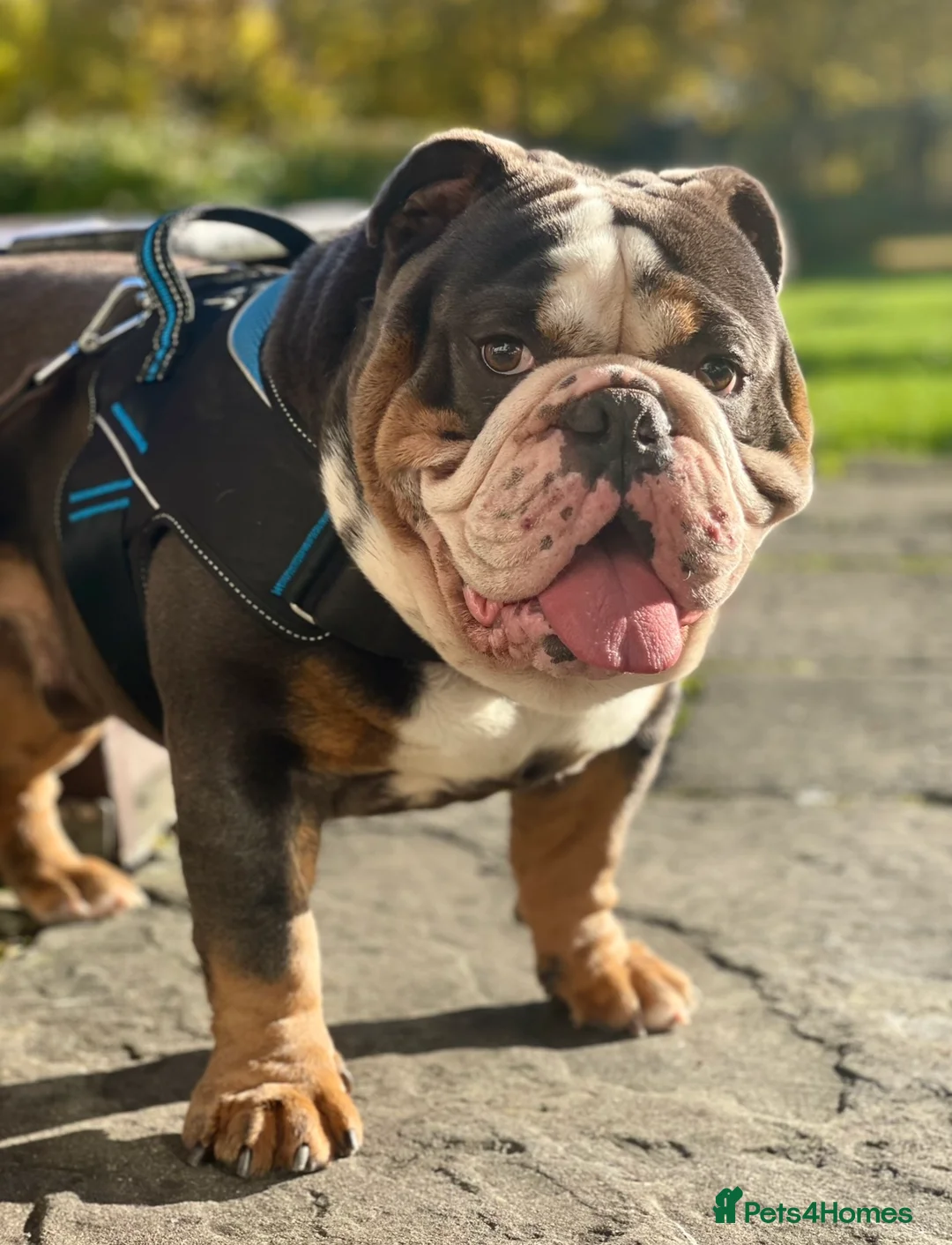 English Bulldog dogs for stud: HUGE CB BLUE TRI ENGLISH BULLDOG STUD in London - Advert 6