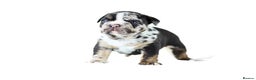English Bulldog dogs for sale: Unreal English bull dogs  - Advert 14