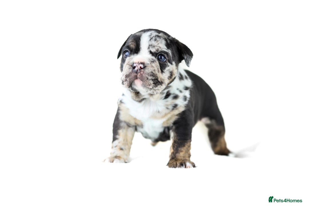 English Bulldog dogs for sale: Unreal English bull dogs  - Advert 14