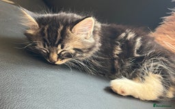 Domestic Shorthair cats for sale: 5 kittens on sale - Image 8