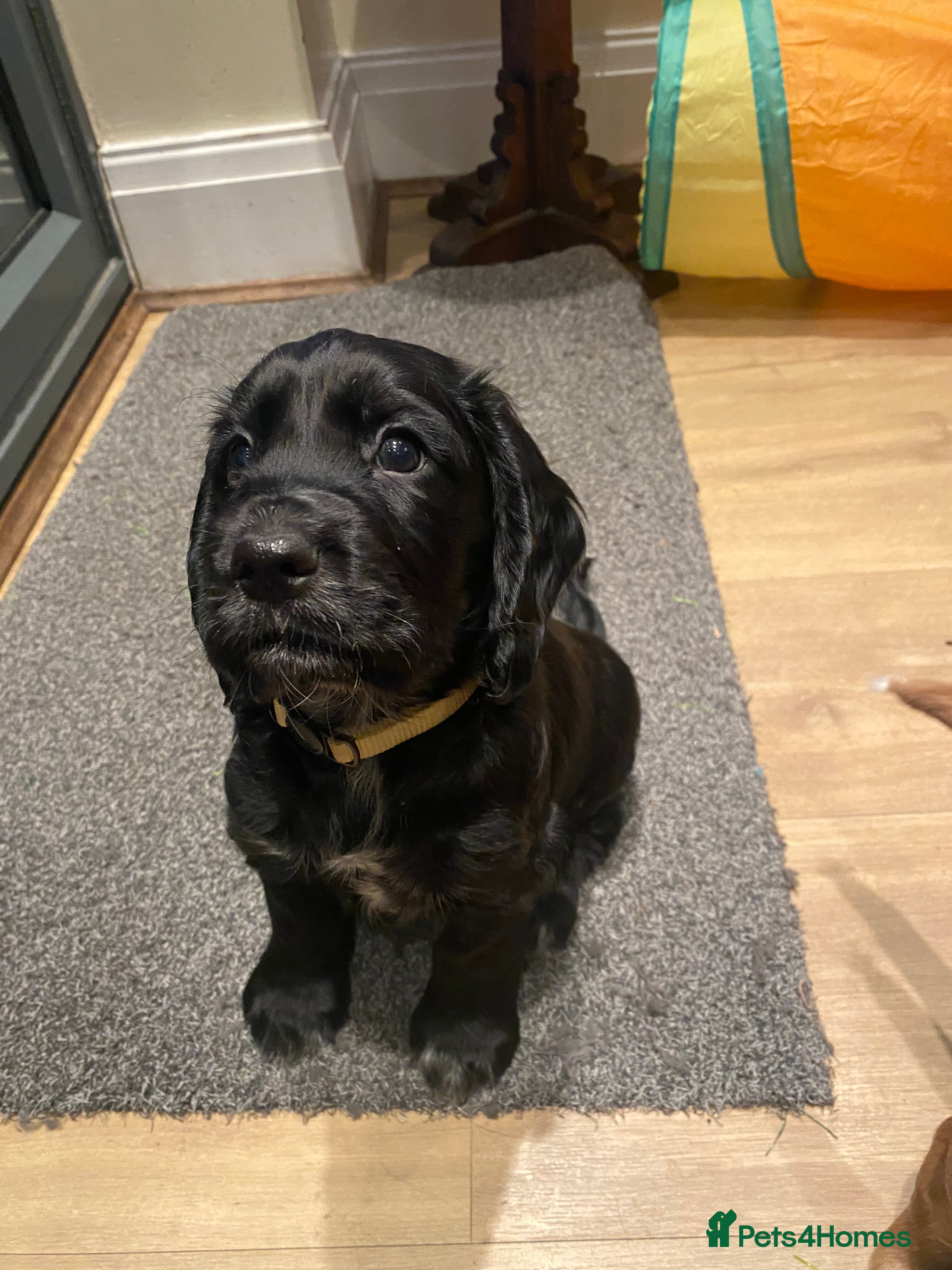 Cocker Spaniel dogs Cocker Spaniel Puppies - Advert 8