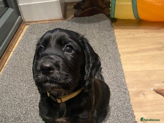 Cocker Spaniel dogs Cocker Spaniel Puppies - Advert 8