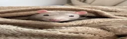 Rat rodents for sale: 2 male rats (milo and spud) - Advert 2