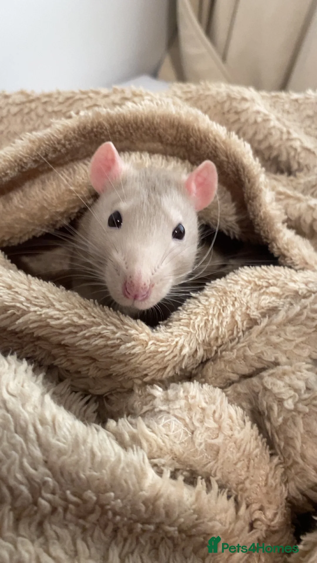 Rat rodents for sale: 2 male rats (milo and spud) - Advert 2
