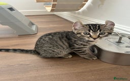 Keetso cats for sale: Reduced Ready now Last 1, Rare Jungle Curl Kittens in Portsmouth - Image 11