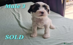 Tibetan Terrier dogs for sale: Tibetan terrier puppies for sale - Image 8
