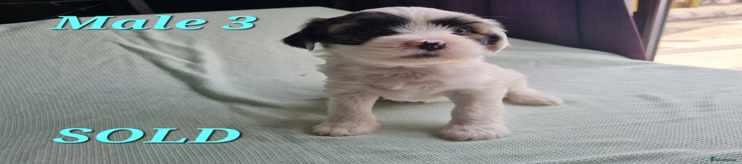 Tibetan Terrier Puppy 6