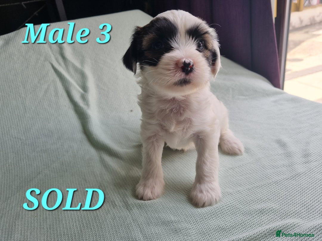 Tibetan Terrier dogs for sale: Tibetan terrier puppies for sale - Image 8