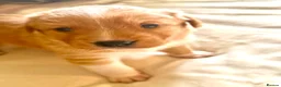 Borador dogs for sale: Fox red Borador puppies  - Advert 20