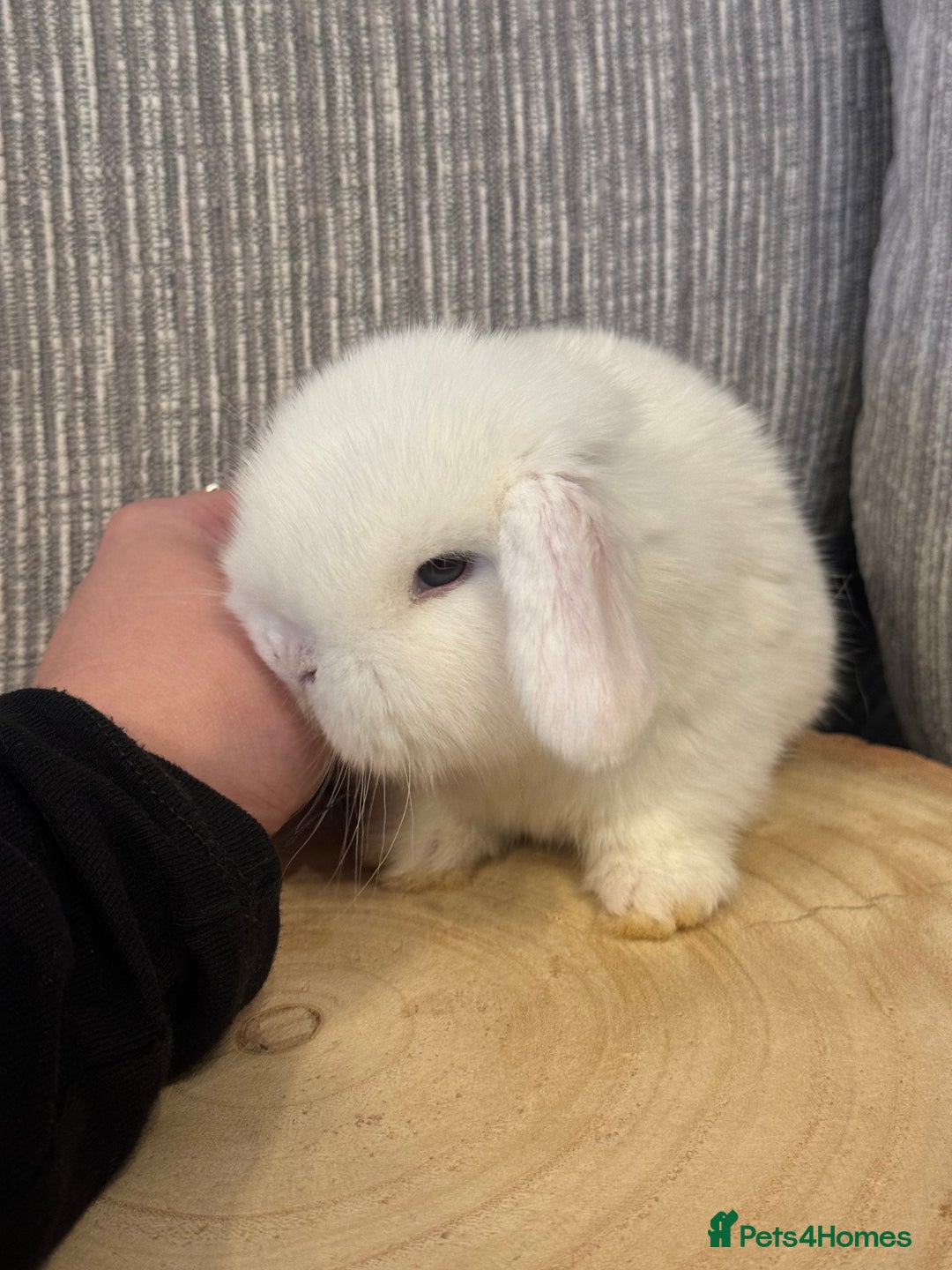 Mini Lop rabbits for sale: Pure mini lops  - Image 3