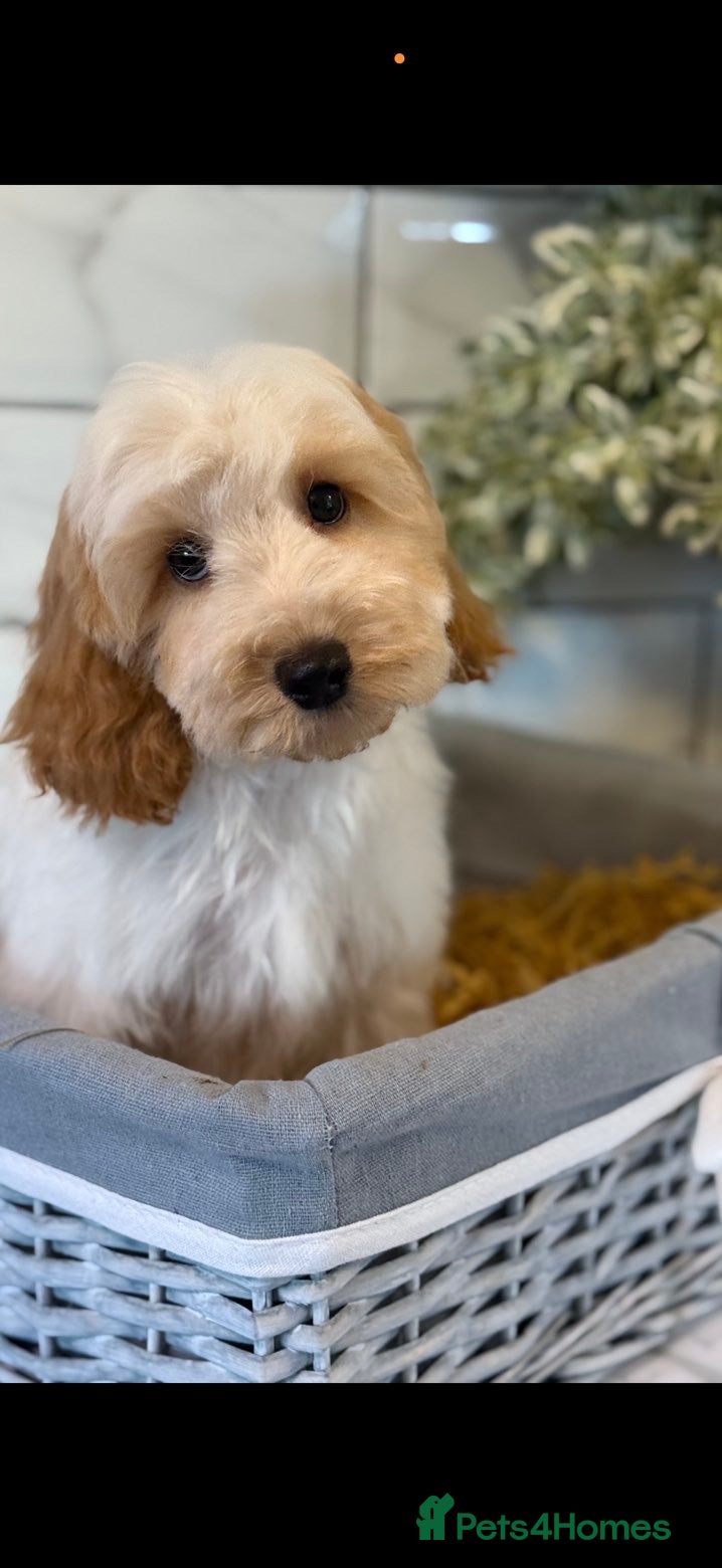 Cavapoo dogs Cavapoo boys and girls  - Advert 6