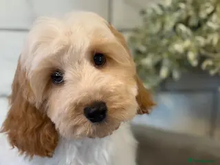 Cavapoo dogs Cavapoo boys and girls - Advert 6