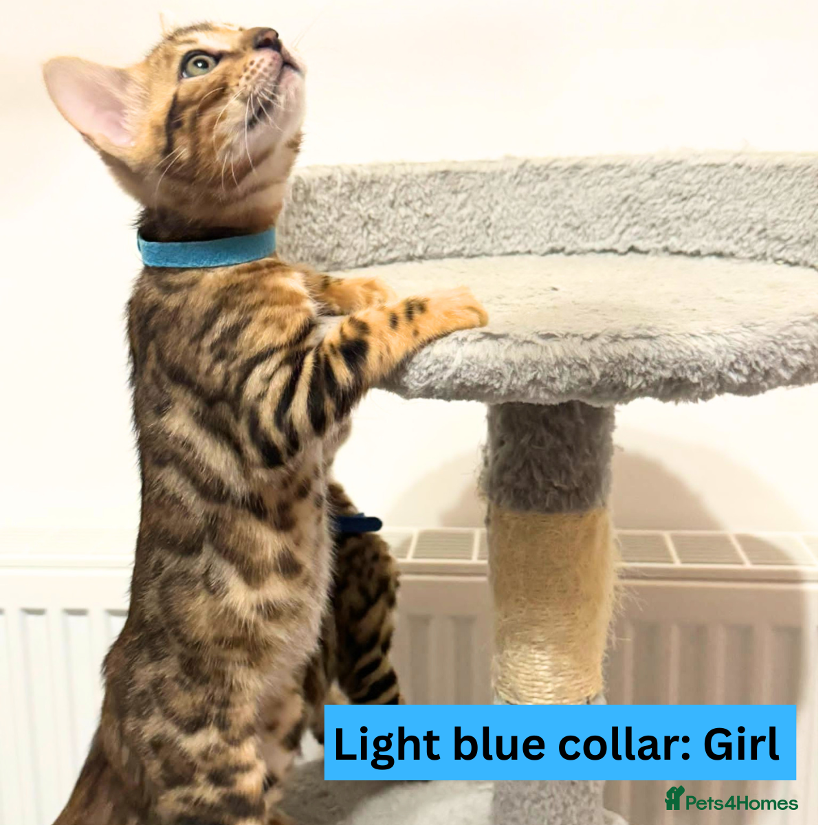 Bengal cats for sale: Luxury 5-Generation-Pedigree Bengal Kittens - Advert 9