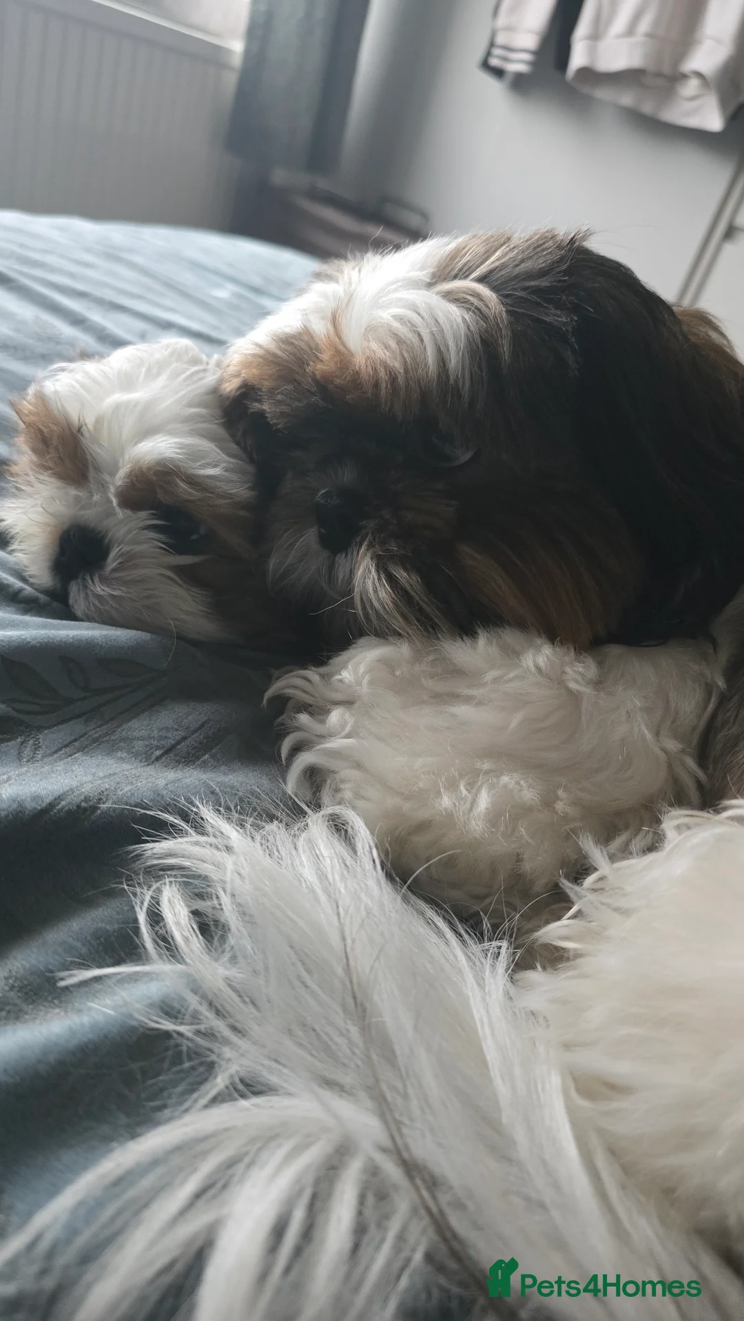 Shih Tzu dogs for sale: Shih Tzu Puppy for Sale - Advert 11