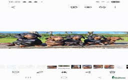 Dachshund dogs for stud: Stud dog - Image 10