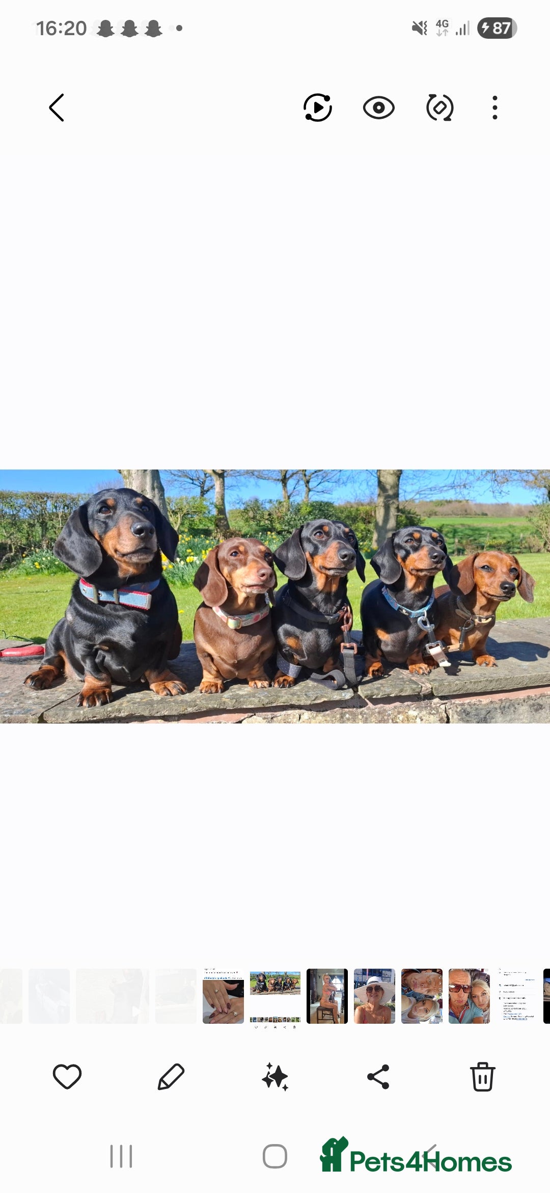 Dachshund dogs for stud: Stud dog - Image 10