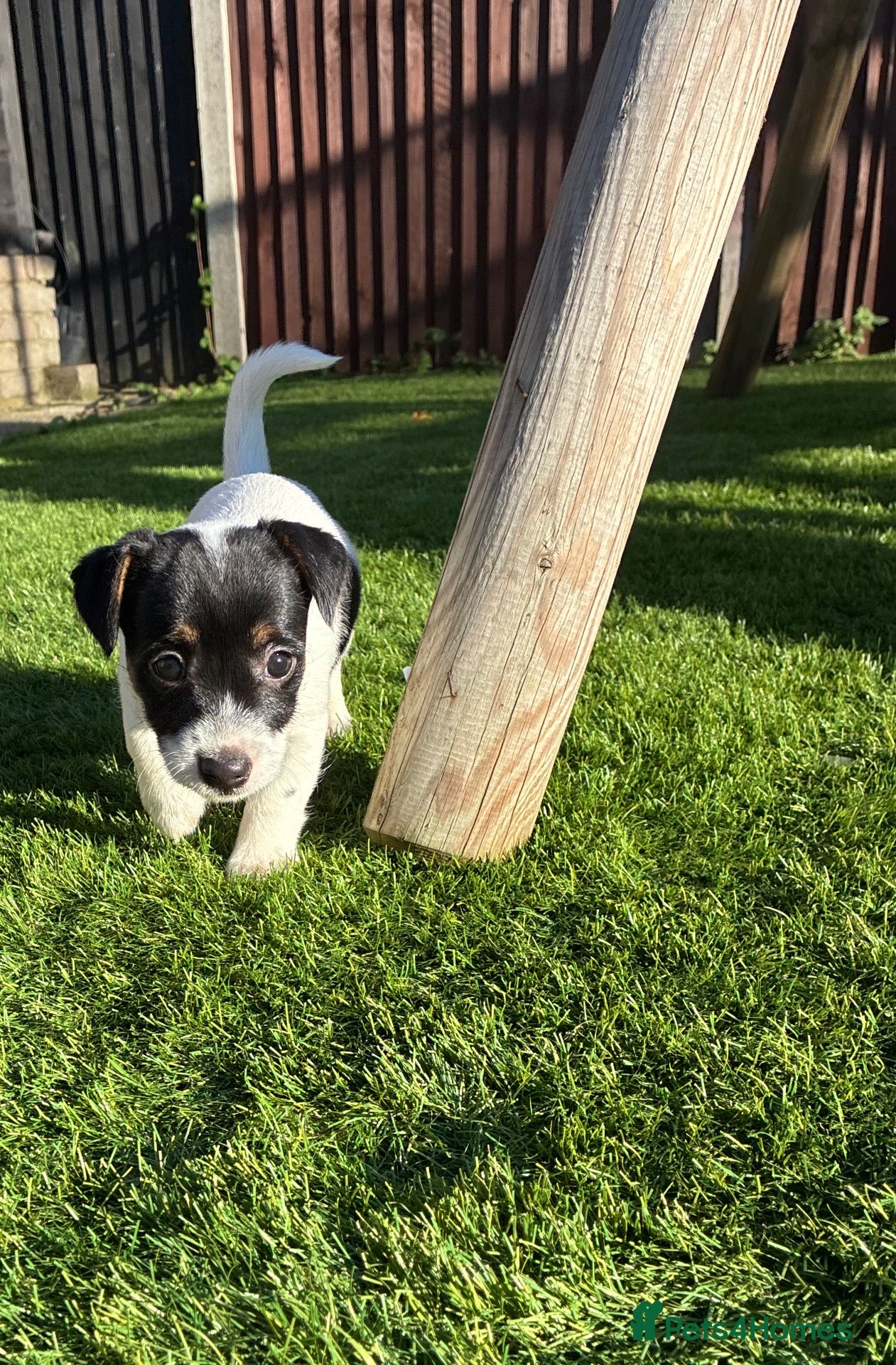 Jack Russell dogs for sale: Jack russell female puppy🐶 - Advert 12