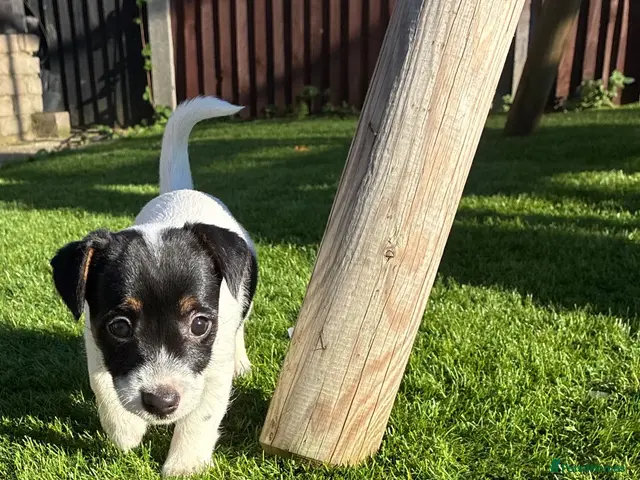 Jack Russell dogs for sale: Jack russell female puppy🐶 - Advert 12