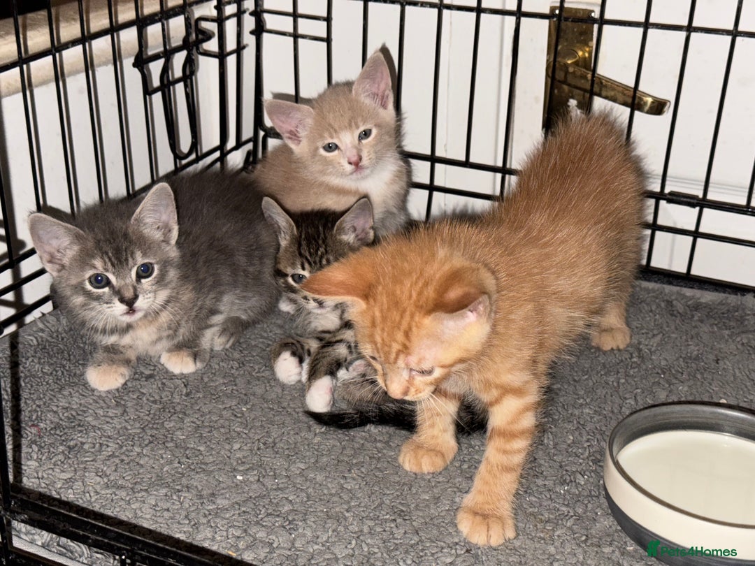 American Shorthair cats for sale: 4 stunning bsh x American short kittens avail - Image 13