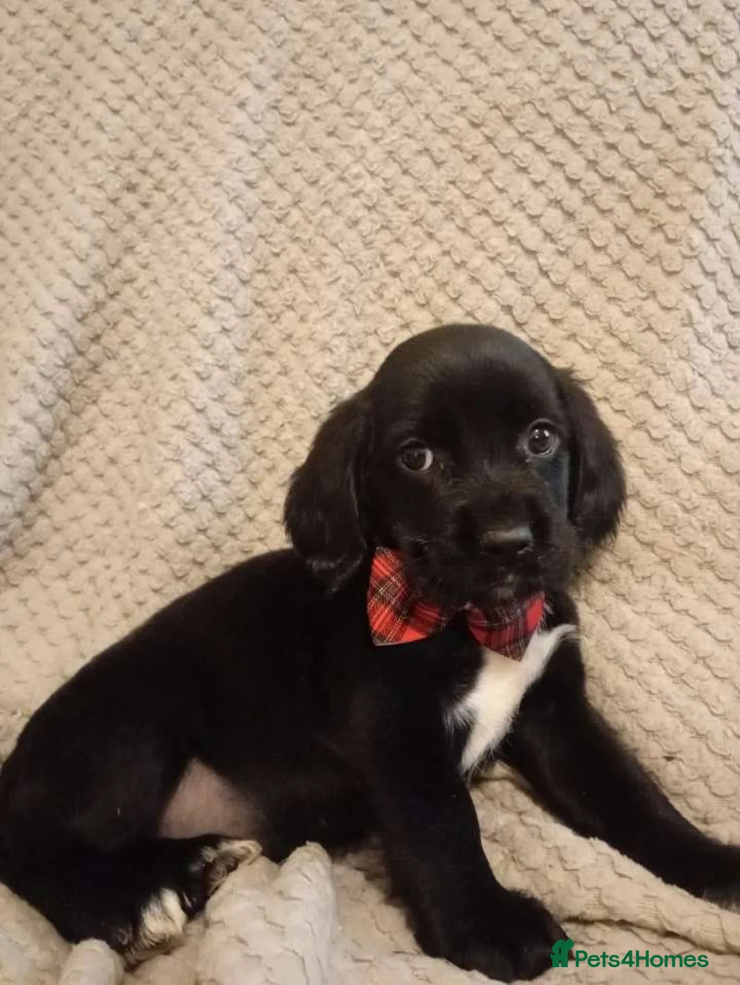 Cockerdor dogs for sale: Here i have 3 stunning cocker spaniel puppies - Advert 16