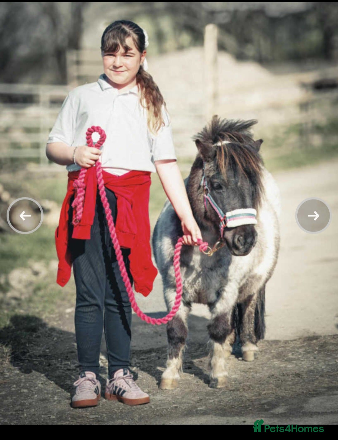 Shetland pony horses for sale: Miniature shetland  - Image 3