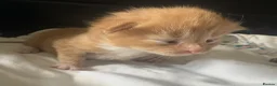 Mixed Breed cats for sale: Kittens ready 7th September  - Advert 2